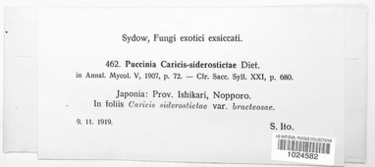 Puccinia caricis-siderostictae image
